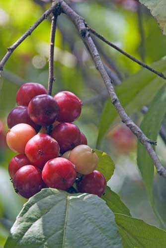flacourtia rukam-AsiaPhotoStock