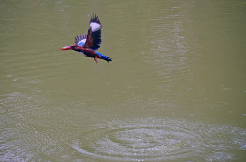 flight kingfisher-AsiaPhotoStock