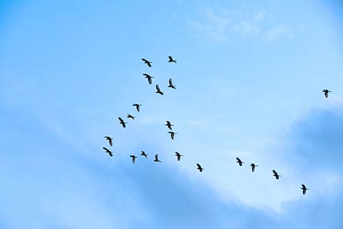 taiping egrets-AsiaPhotoStock