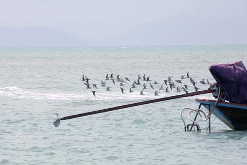 flock of birds-AsiaPhotoStock