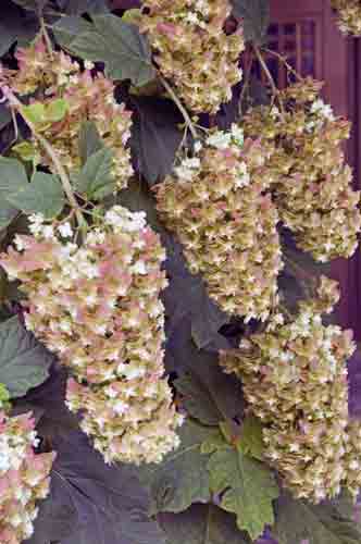 floral display-AsiaPhotoStock