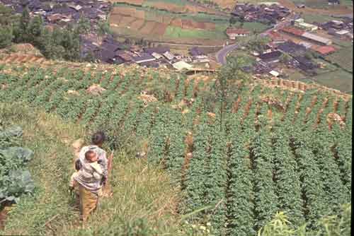 flores village-AsiaPhotoStock