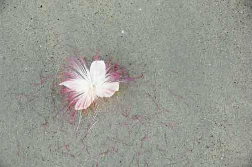 flower on the beach-AsiaPhotoStock