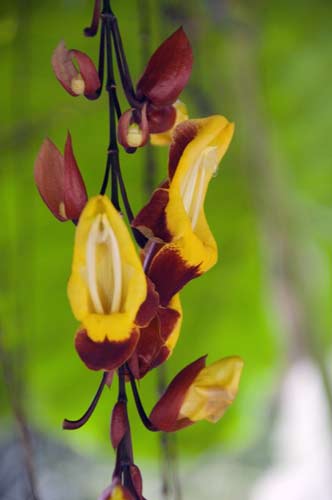 yellow flower-AsiaPhotoStock