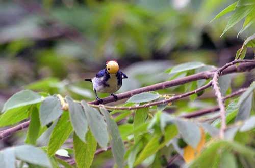 flower pecker eating-AsiaPhotoStock