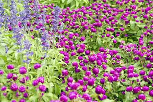 purple flowers-AsiaPhotoStock
