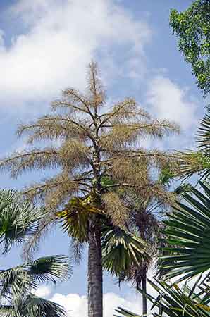 flowering talipot-AsiaPhotoStock