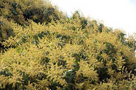 flowering mango tree-AsiaPhotoStock