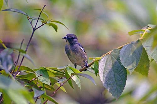 flower pecker-AsiaPhotoStock