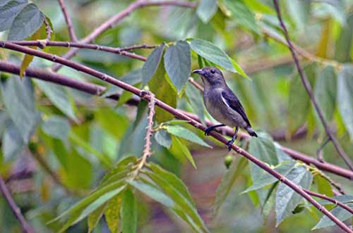 flowerpecker female-AsiaPhotoStock