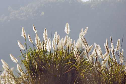 flowers-AsiaPhotoStock