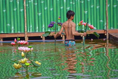 flowers lake sukhothai-AsiaPhotoStock