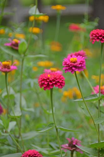 flowers-AsiaPhotoStock