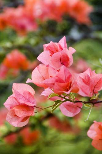 bourgainvilleas-AsiaPhotoStock