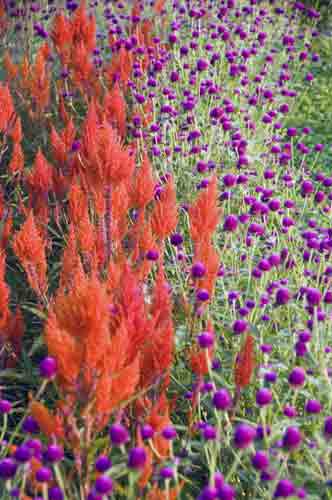 gorgeous flowers-AsiaPhotoStock