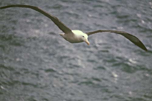 flying albatross nz-AsiaPhotoStock