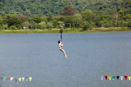 flying fox-AsiaPhotoStock