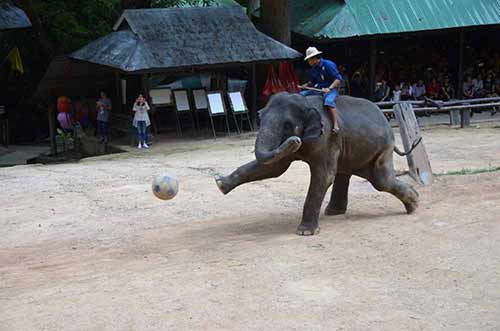 football elephant-AsiaPhotoStock