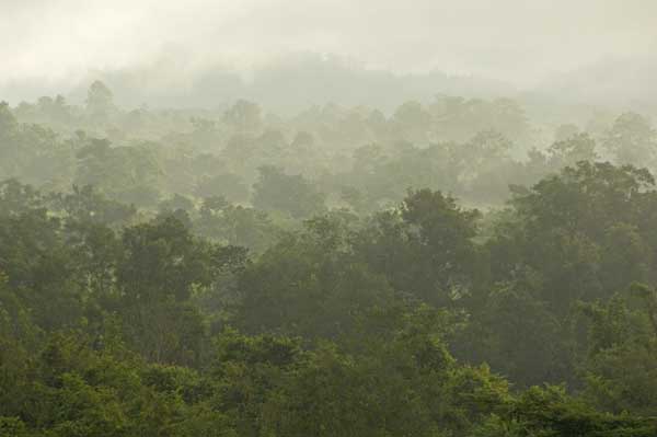 thai forest-AsiaPhotoStock