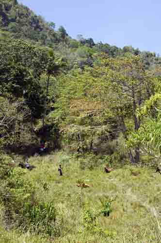 forest-AsiaPhotoStock