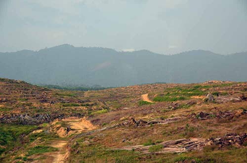 forest destruction-AsiaPhotoStock