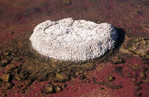 fossil tree in water-AsiaPhotoStock