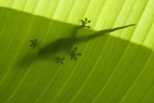 four clawed gecko-AsiaPhotoStock