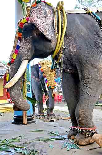 framed elephant-AsiaPhotoStock