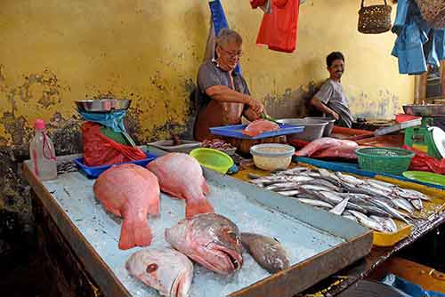 fresh fish-AsiaPhotoStock