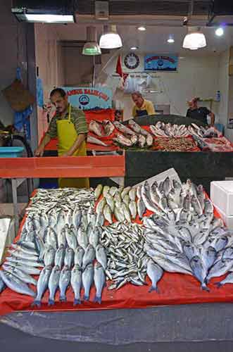 fresh fish-AsiaPhotoStock