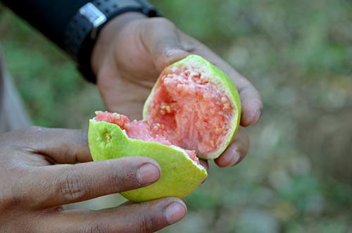 fresh guava-AsiaPhotoStock