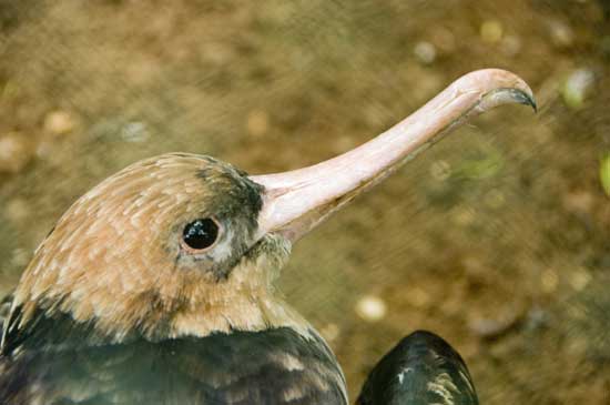 frigate bird-AsiaPhotoStock