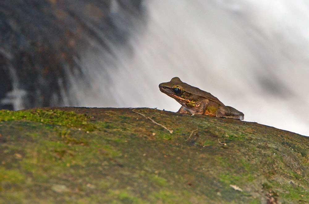 frog malaysia-AsiaPhotoStock