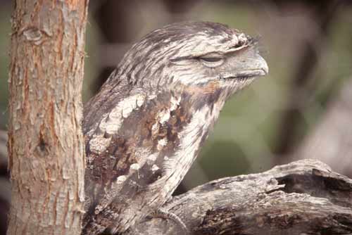 frog bird-AsiaPhotoStock