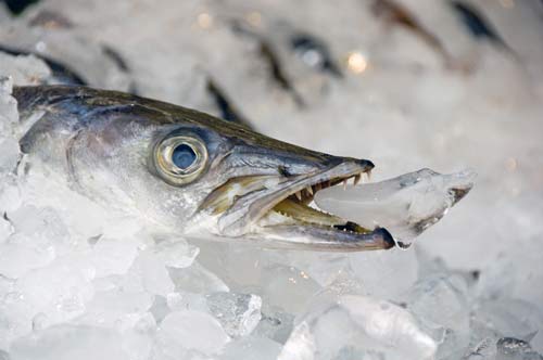 fresh fish on ice-AsiaPhotoStock