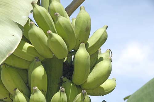 big bananas-AsiaPhotoStock