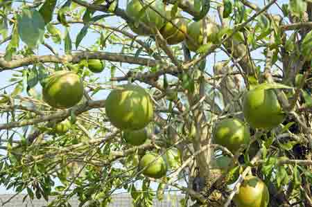 calabash tree-AsiaPhotoStock