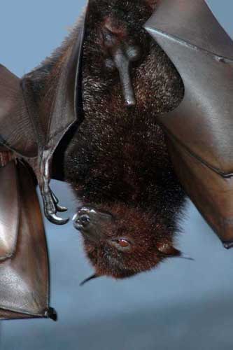 fruit bat-AsiaPhotoStock