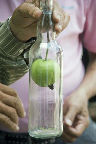 fruit in a bottle-AsiaPhotoStock