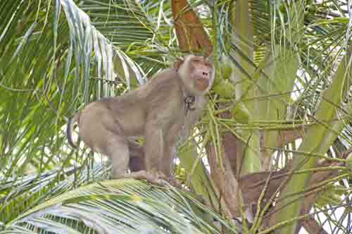 fruit monkey-AsiaPhotoStock