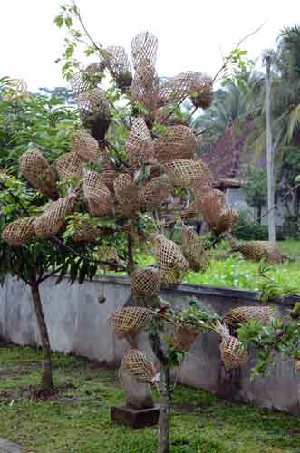 fruit protection-AsiaPhotoStock