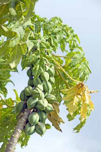 fruit tree-AsiaPhotoStock