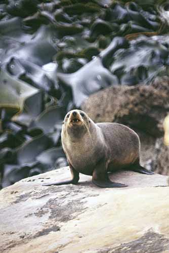 new zealand seal-AsiaPhotoStock