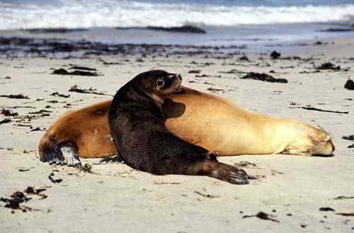 fur seals-AsiaPhotoStock