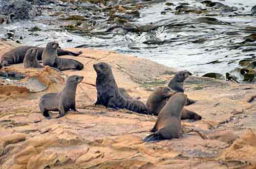 fur seals nz-AsiaPhotoStock