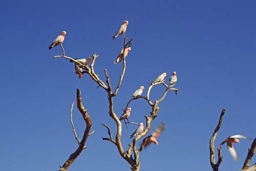 galahs-AsiaPhotoStock