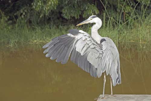 gardens heron-AsiaPhotoStock