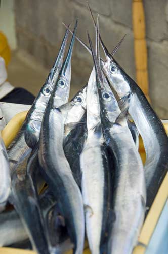 garr fish for sale-AsiaPhotoStock