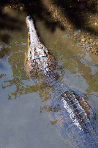 false gavial crocodile-AsiaPhotoStock