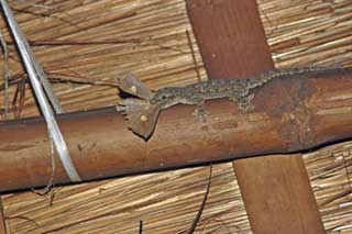 gecko with moth-AsiaPhotoStock